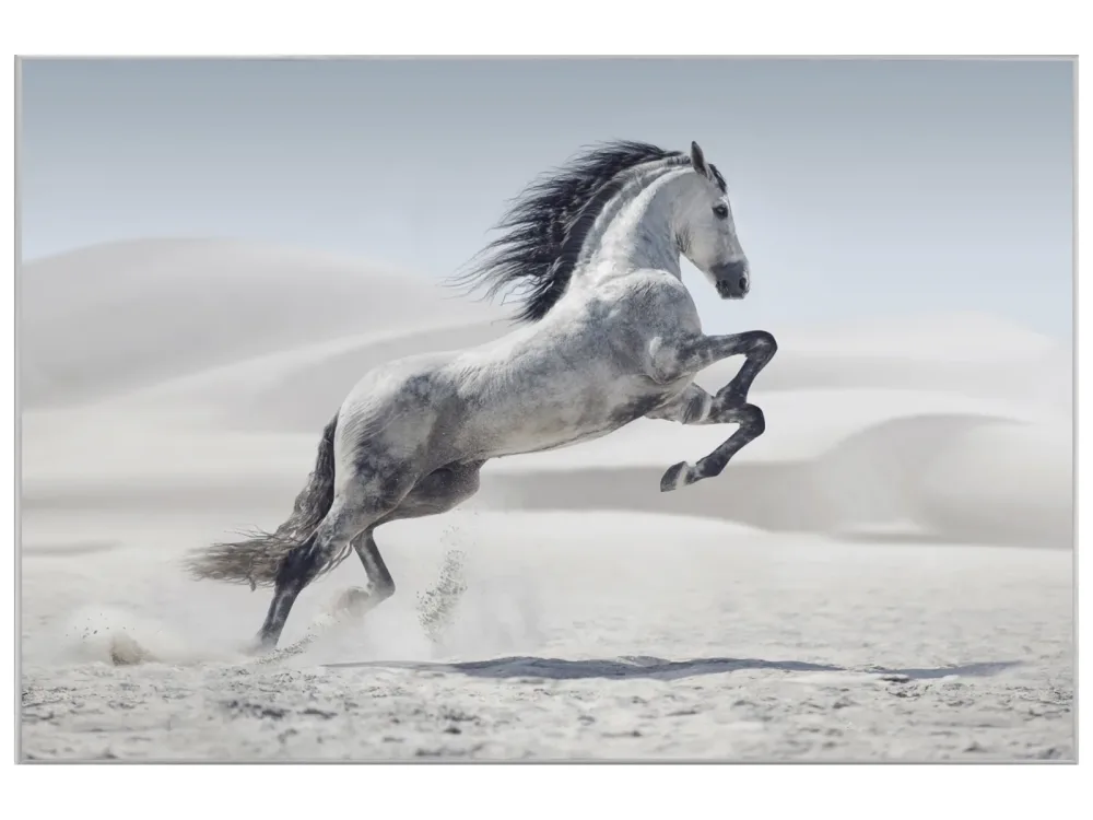 image LAND Bild mit Rahmen Wildpferd  | Schubiger Möbel