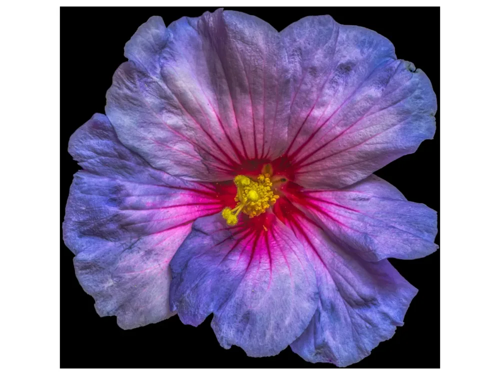 image LAND Canvas Hibiskusblüte in Blau und Rosa  | Schubiger Möbel