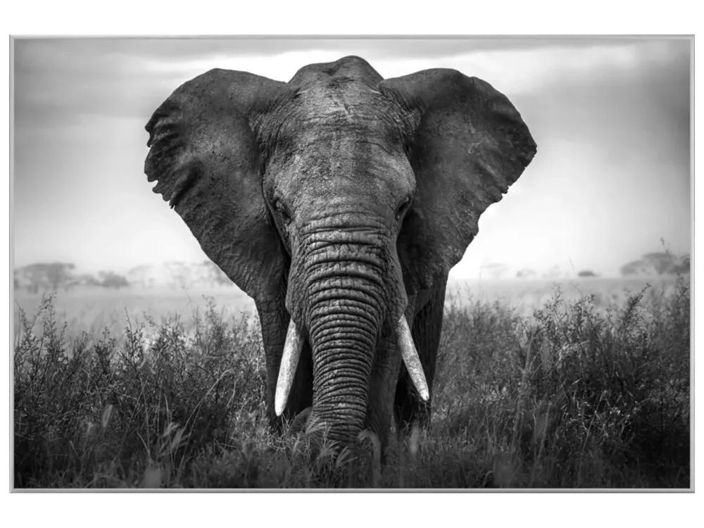 image LAND Bild mit Rahmen Grosser Elefant  | Schubiger Möbel