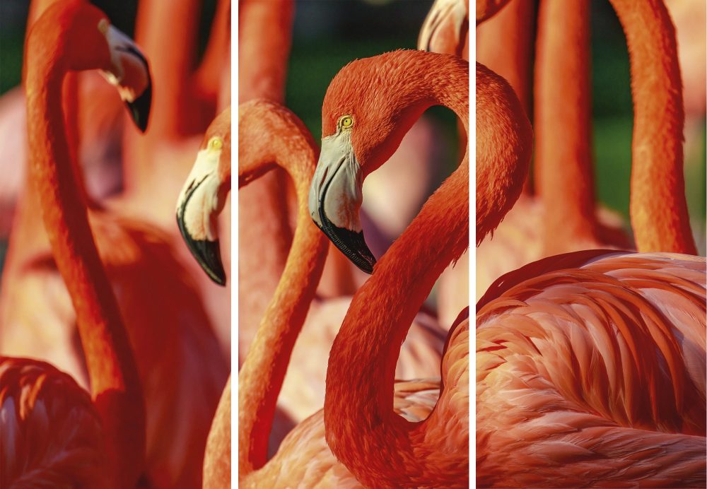 image LAND Canvas Flamingos  | Schubiger Möbel