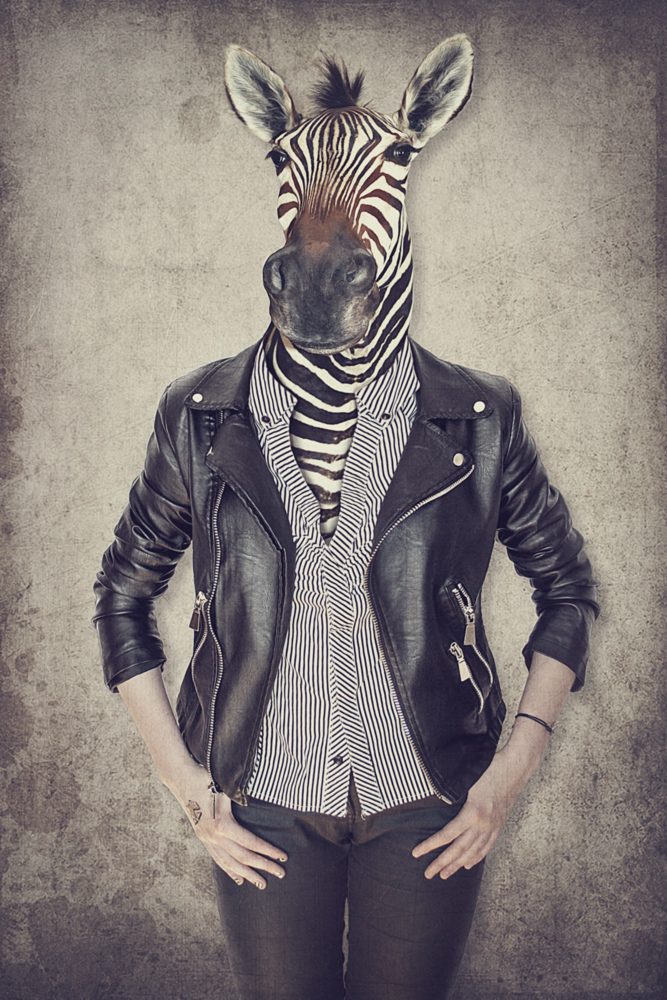 image LAND Alubild Zebra Gentleman  | Schubiger Möbel
