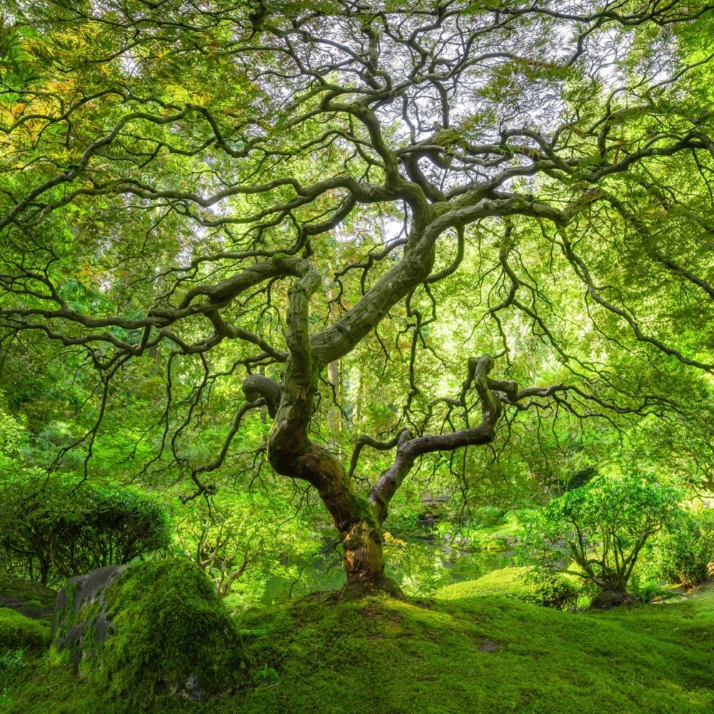 image LAND Bild mit Rahmen Bauminsel  | Schubiger Möbel