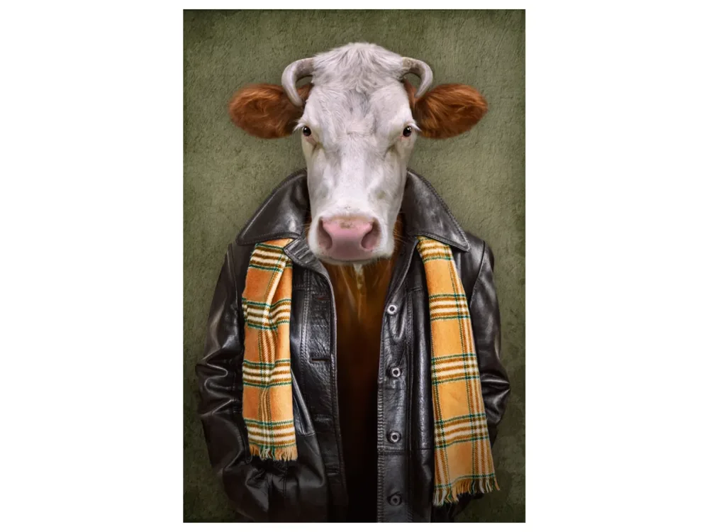 image LAND Alubild Rind mit Lederjacke  | Schubiger Möbel