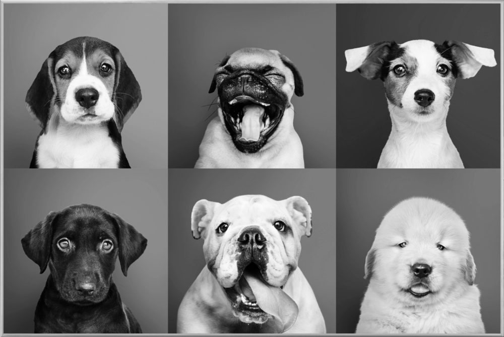 image LAND Bild mit Rahmen Lustige Hunde  | Schubiger Möbel