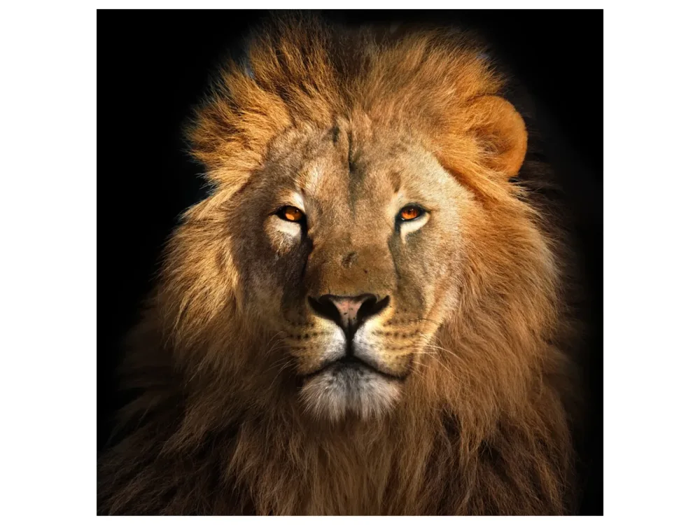 image LAND Alubild König Der Löwen  | Schubiger Möbel