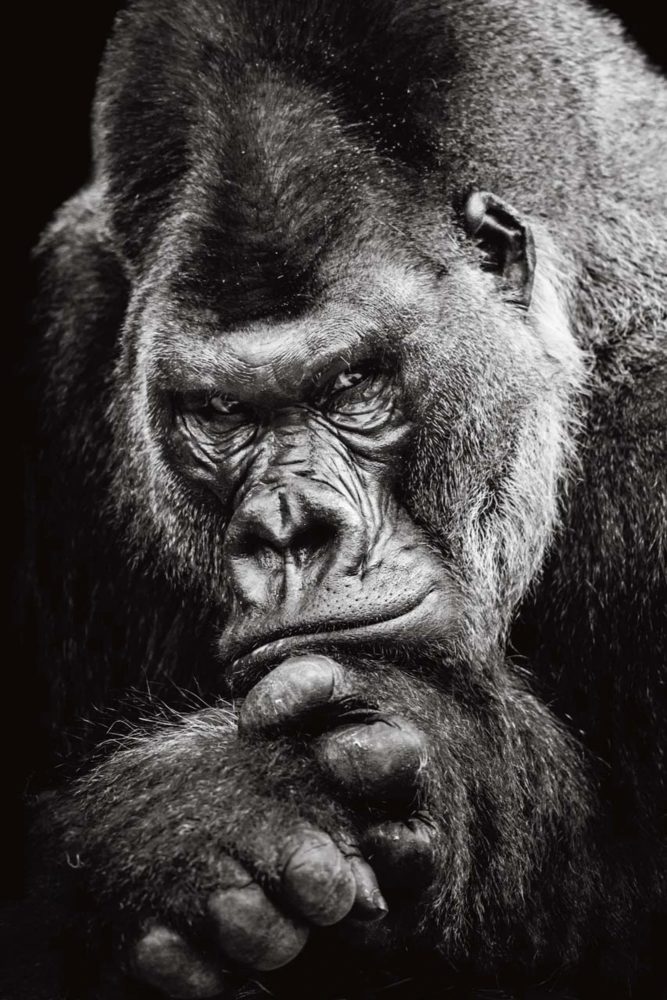 image LAND Canvas Imposanter Gorilla  | Schubiger Möbel