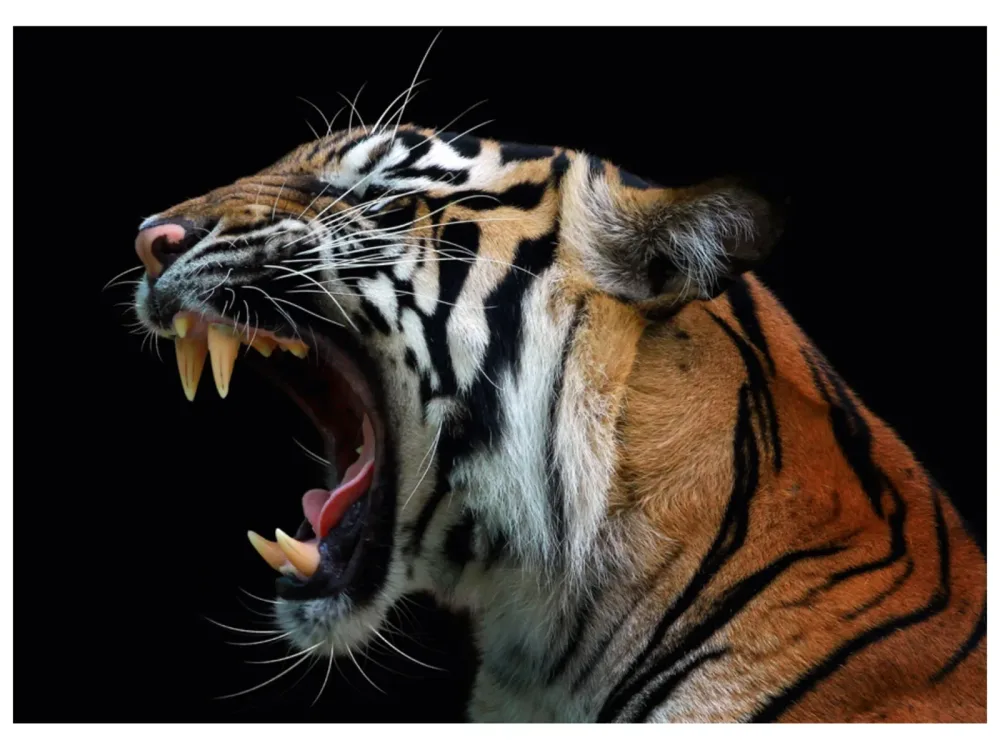 image LAND Alubild Fauchender Tiger  | Schubiger Möbel