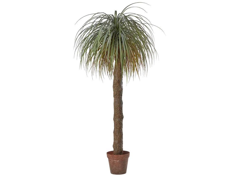 Edg Kunstpflanzen Beaucarnea H: 190 cm  | Schubiger Möbel