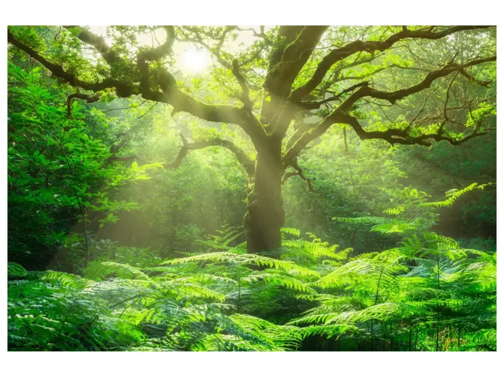 image LAND Digitaldruck auf Glas Baum im Wald  | Schubiger Möbel
