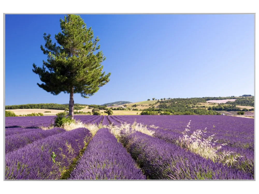 image LAND Bild mit Rahmen Lavendelfeld 4  | Schubiger Möbel