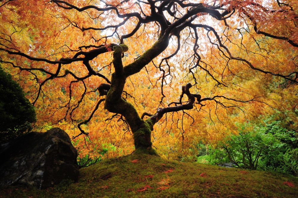 image LAND Alubild Der Baum  | Schubiger Möbel