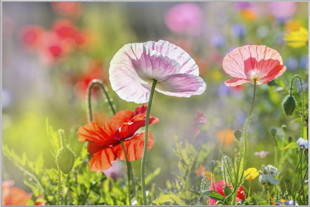 image LAND Bild mit Rahmen Mohnblumen 4  | Schubiger Möbel