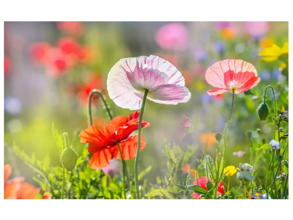 image LAND Digitaldruck auf Acrylglas Mohnblumen 4  | Schubiger Möbel