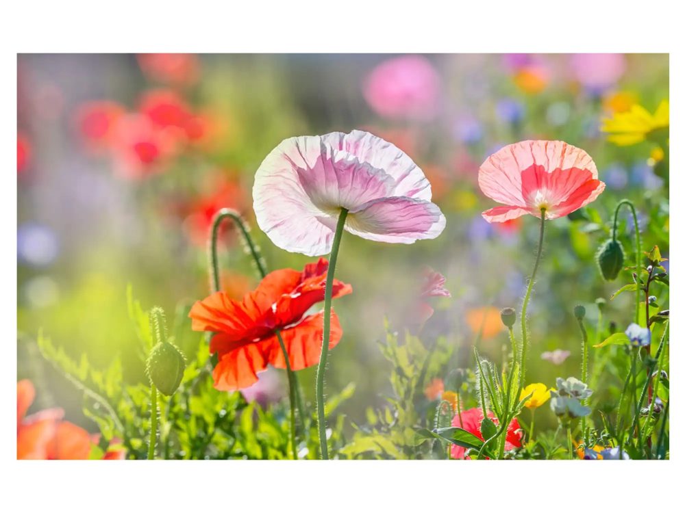 image LAND Digitaldruck auf Acrylglas Mohnblumen 4  | Schubiger Möbel