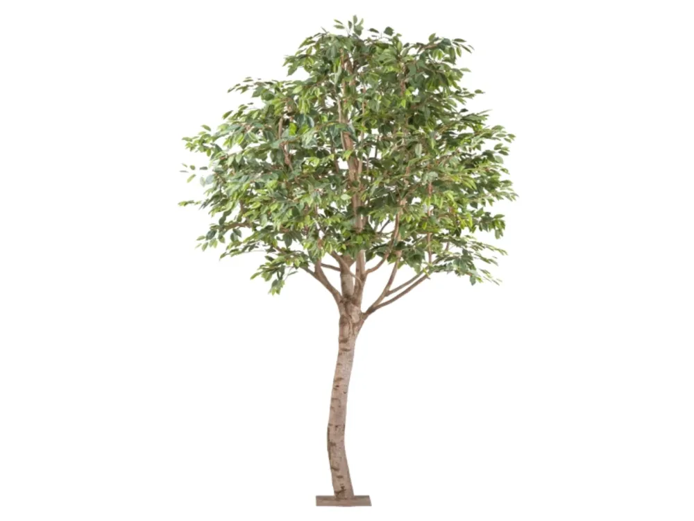 Gasper Kunstpflanzen Ficus Benjamina Naturstamm Auf Metallplatte H: 260  | Schubiger Möbel