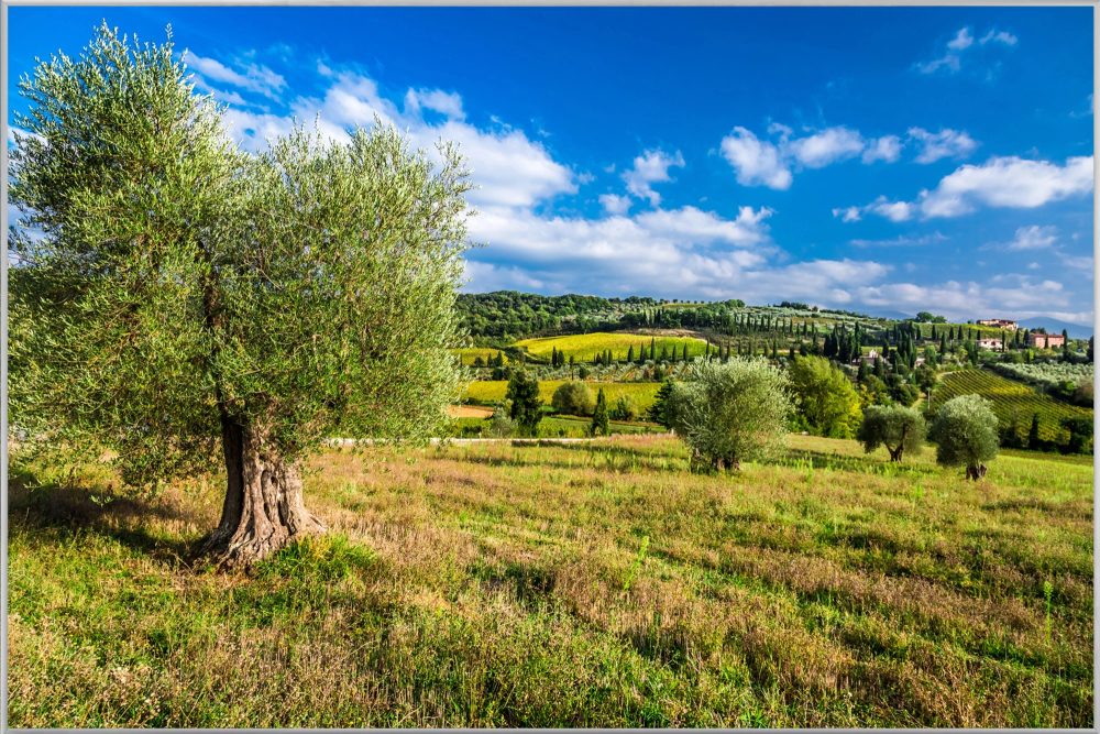 image LAND Bild mit Rahmen Hübsche Toskanische Landschaft  | Schubiger Möbel