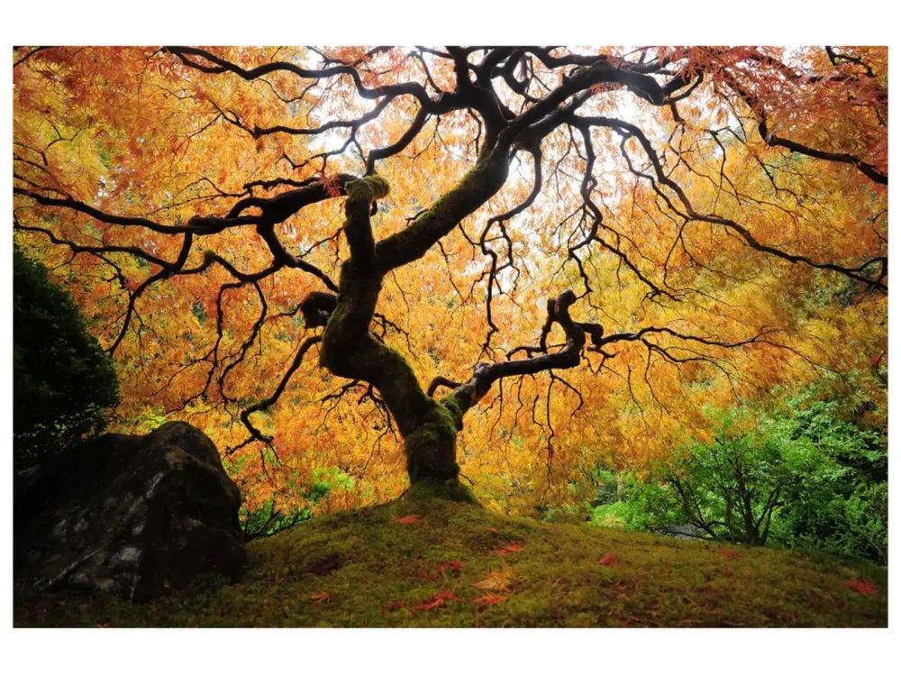 image LAND Digitaldruck auf Glas Der Baum  | Schubiger Möbel