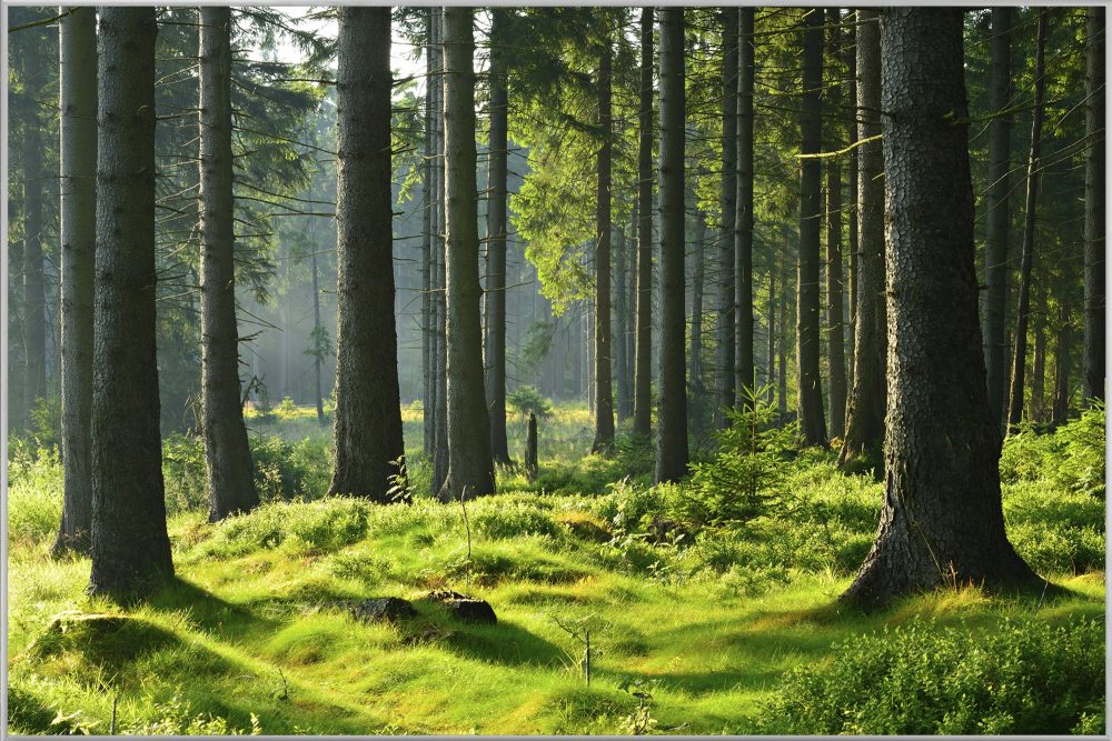 image LAND Bild mit Rahmen Hochwald  | Schubiger Möbel