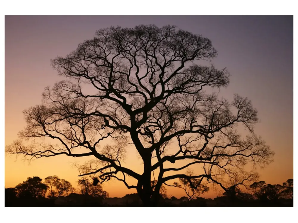 image LAND Digitaldruck auf Glas Gigantischer Baum im Sonnenuntergang  | Schubiger Möbel