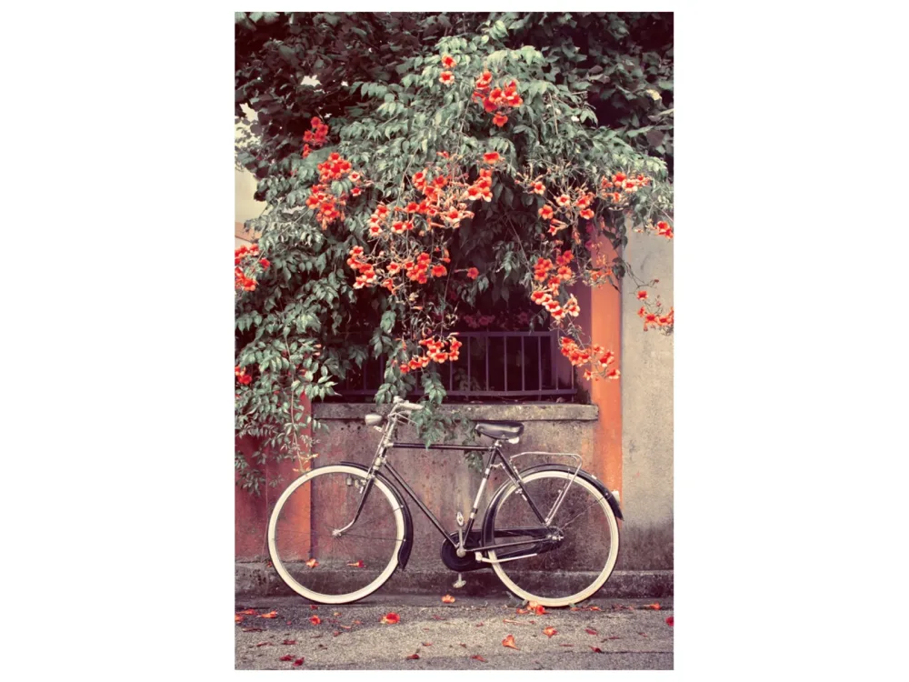 image LAND Alubild Fahrrad Unter Roten Blüten  | Schubiger Möbel
