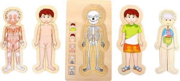 small foot ® Schichtenpuzzle Anatomie Tim - bunt