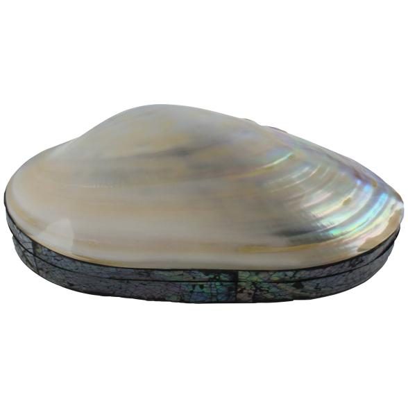 Muschel Box weiß Abalone 20x12 cm