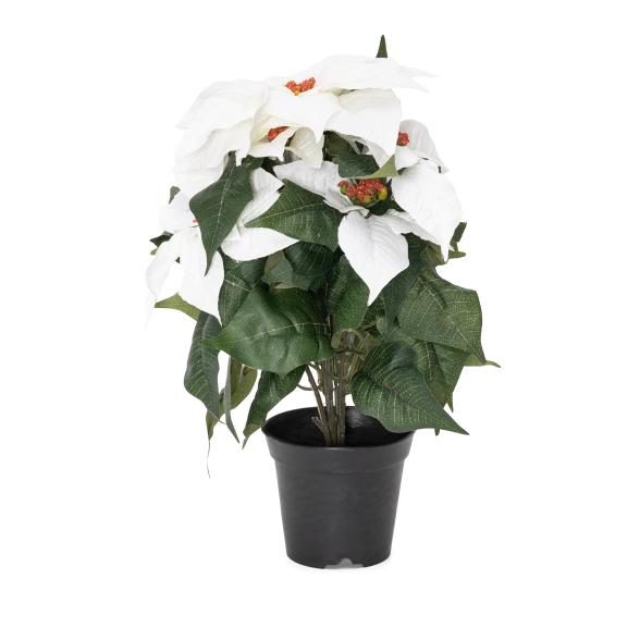 Poinsettie im Topf 37cm weiß