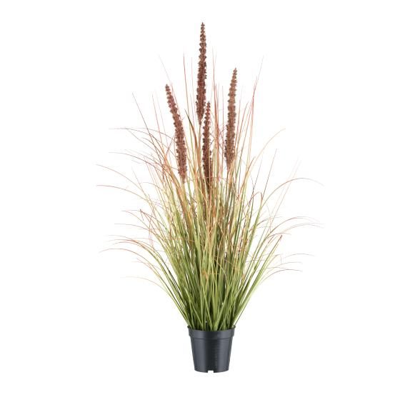 Grasbusch mit Hirse