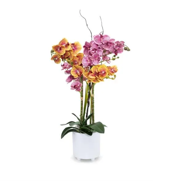 XXL-Orchideen Arrangement 68cm beleuchtet