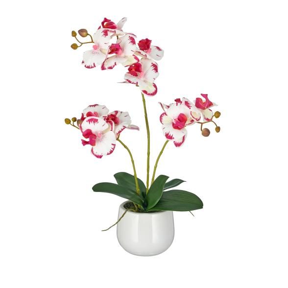 Orchidee Pink-Creme Real Touch