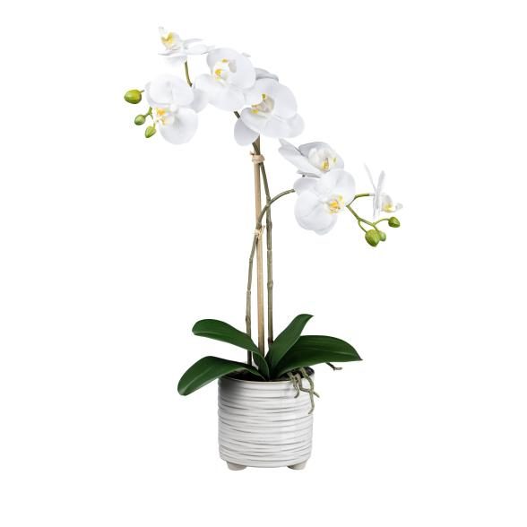 Orchidee im Keramiktopf weiß