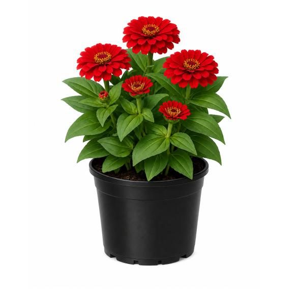 Zinnie rot