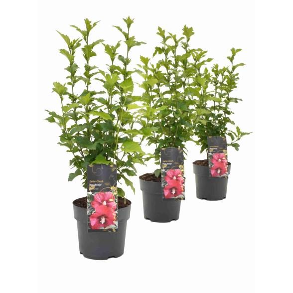 Hibiscus Roter Heinje
