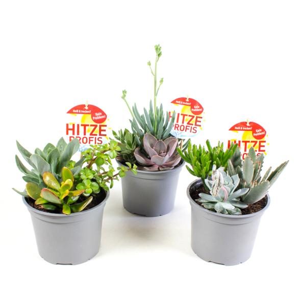 Hitzeprofis Trio 3er Set