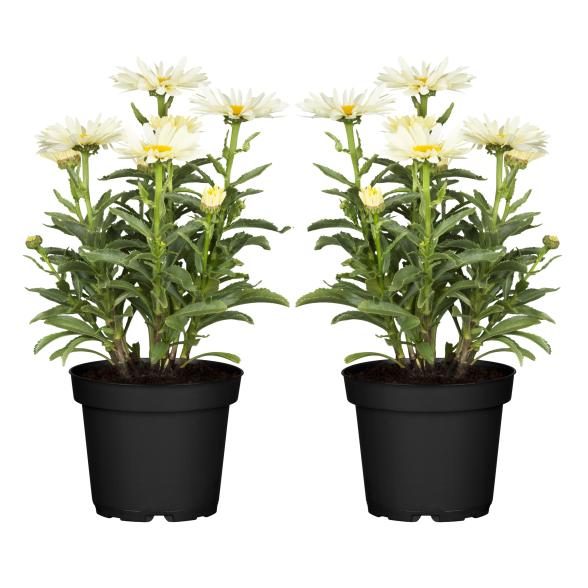 Garten-Margerite T13 2er Set