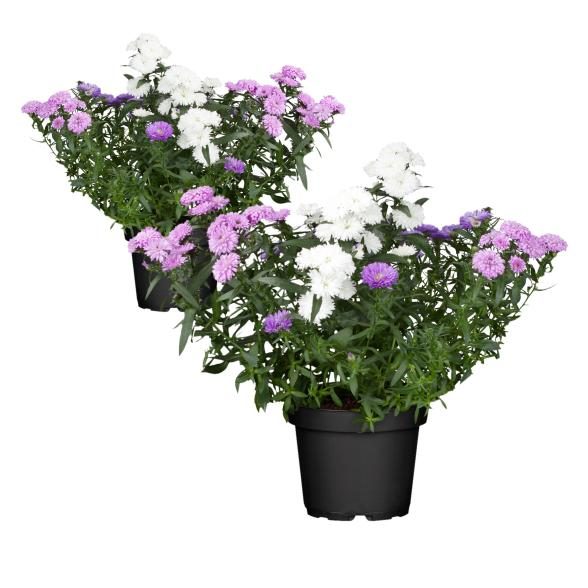 Aster trio 2er Set