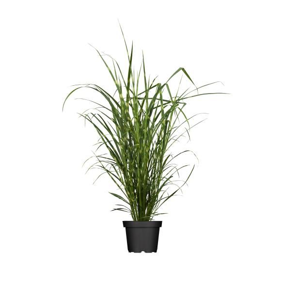 Zebragras T23