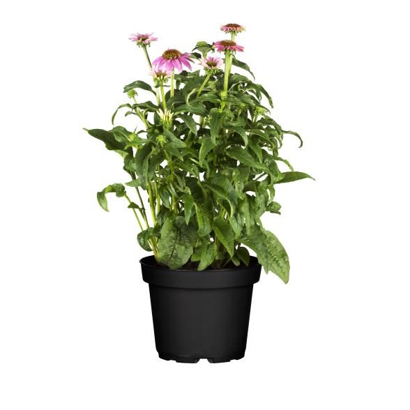 Sonnenhut pink