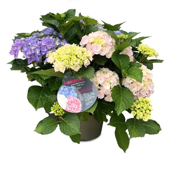 Bauernhortensie trio T22 cm