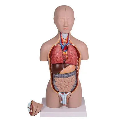 Erler Zimmer Anatomisches Modell 