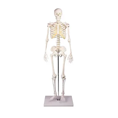 Erler Zimmer Skelettmodell 