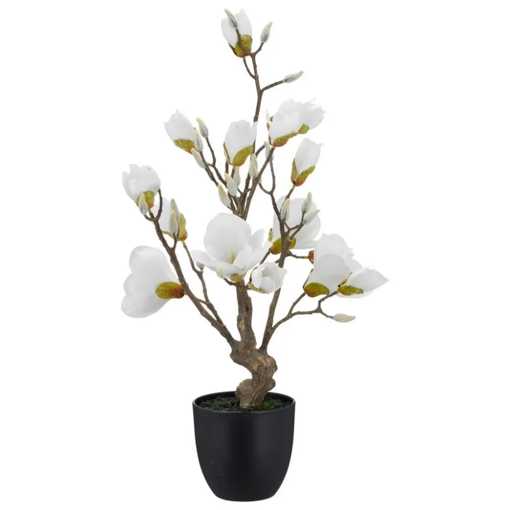 Magnolie Weiss Ca. 65cm 65 cm 