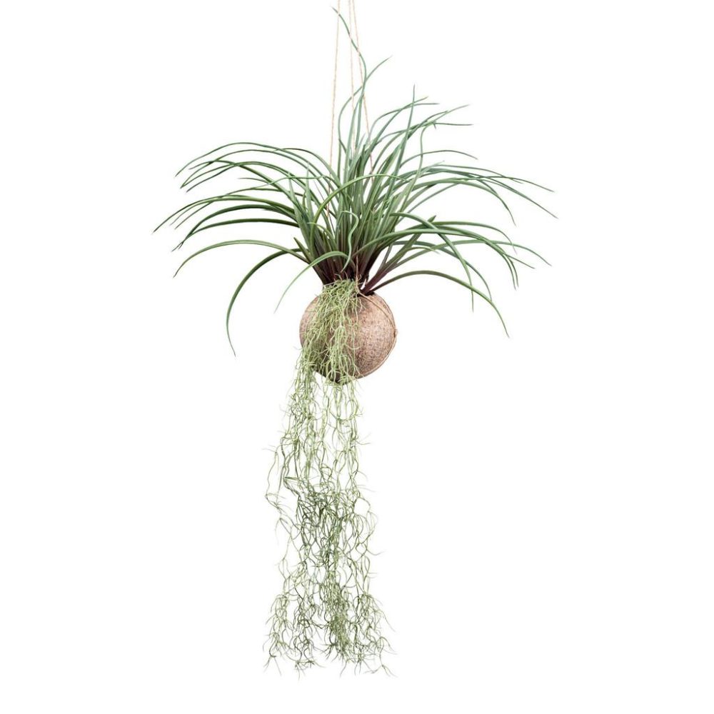 Kunstpflanze Tilandsia Stricta Ii In Grün Tillandsie 72 cm 