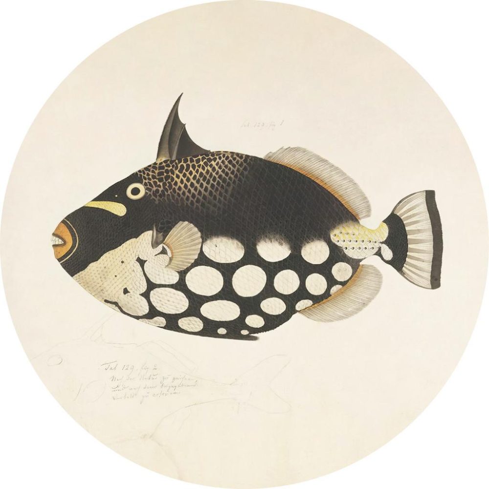 Metallbild Fish Black 
