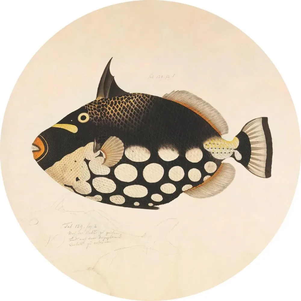 Metallbild Fish Black 