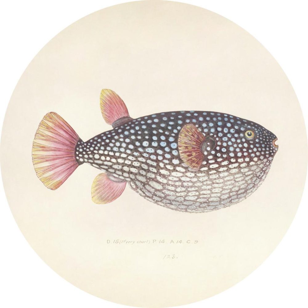 Metallbild Blowfish 