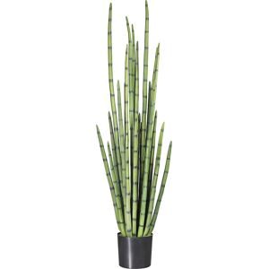 kaiserkraft Sansevieria cylindrica, im Kunststofftopf, Höhe 1400 mm