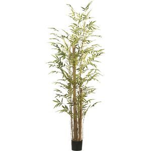 kaiserkraft Bambus vulgaris, Kunststofftopf, Höhe 2200 mm