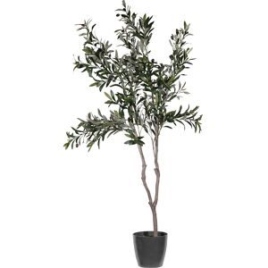 kaiserkraft Olivenbaum, Behältnis-Ø 180 mm, Höhe 1550 mm