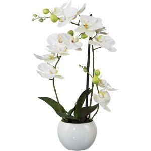 kaiserkraft Phalaenopsis, Höhe 420 mm, im Keramiktopf, Blüten weiß, 3D-Print